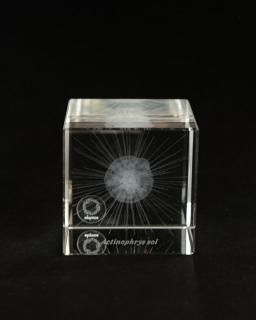 <img class='new_mark_img1' src='https://img.shop-pro.jp/img/new/icons13.gif' style='border:none;display:inline;margin:0px;padding:0px;width:auto;' />Υͥɥ Sola cube Micro襦奦