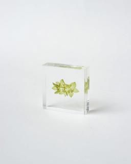 <img class='new_mark_img1' src='https://img.shop-pro.jp/img/new/icons13.gif' style='border:none;display:inline;margin:0px;padding:0px;width:auto;' />Υͥɥ Sola Tile֥ץ쥦