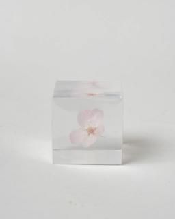 <img class='new_mark_img1' src='https://img.shop-pro.jp/img/new/icons13.gif' style='border:none;display:inline;margin:0px;padding:0px;width:auto;' />Υͥɥ Sola cube ޥĥȥ