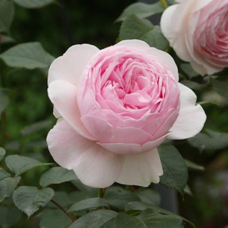 クリスティアーナ Hikari Flower Organic Rose Nursery