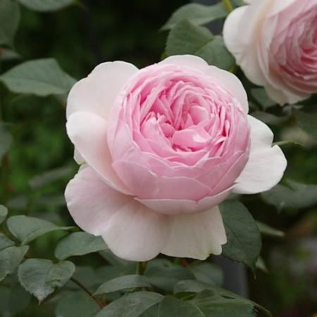 クリスティアーナ Hikari Flower Organic Rose Nursery クリスティアーナ Hikari Flower Organic Rose Nursery