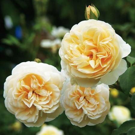 ファンシーエンジェル'リセ' | Dendrobium Blog