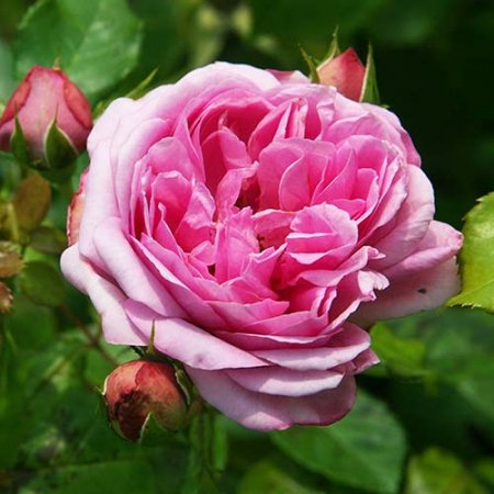 ローズ ポンパドゥール Hikari Flower Organic Rose Nursery
