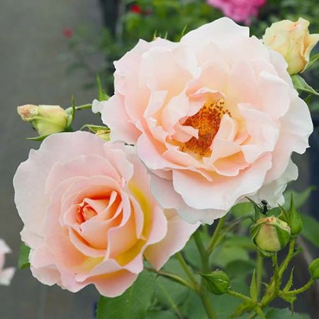 ロココ - HIKARI FLOWER *organic rose nursery*