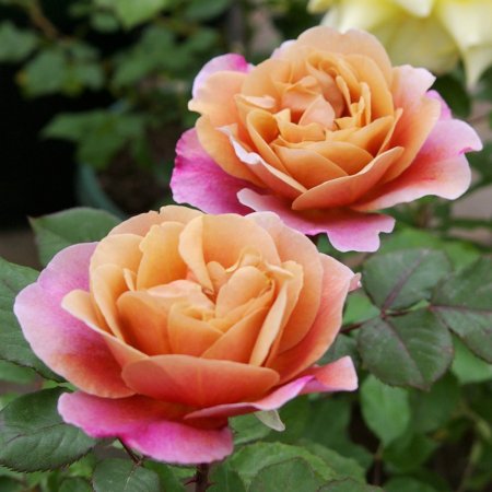 ディスタント・ドラムス - HIKARI FLOWER　*organic rose nursery*