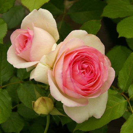 ピエール ド ロンサール Hikari Flower Organic Rose Nursery