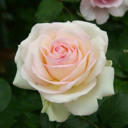 ブラン ピエール ド ロンサール Hikari Flower Organic Rose Nursery