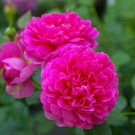 プリンセス アン Hikari Flower Organic Rose Nursery