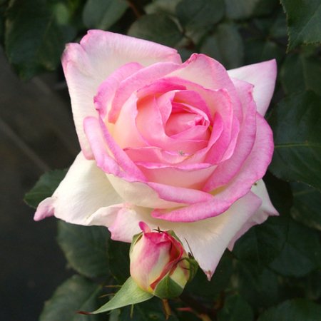 プリンセス ドゥ モナコ Hikari Flower Organic Rose Nursery