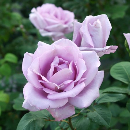 ブルー・ムーン（つる） - HIKARI FLOWER *organic rose nursery*