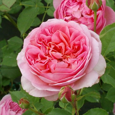 ボスコベル Hikari Flower Organic Rose Nursery