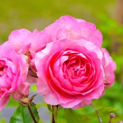 自由に遊べるバラ 半つるバラ Hikari Flower Organic Rose Nursery