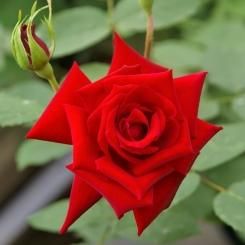 ドイリー1158❤️ロイヤルブルーのクラシック薔薇ドイリー✨大判