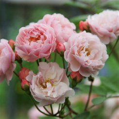 大きく仕立てられるバラ（つるバラ） - HIKARI FLOWER *organic rose 