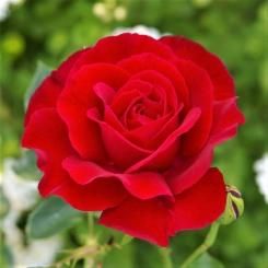 あか - HIKARI FLOWER *organic rose nursery*