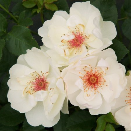 ジャクリーヌ・デュ・プレ - HIKARI FLOWER *organic rose nursery*