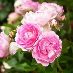 薔薇のドイリー 編み図 Download | AYA Lace