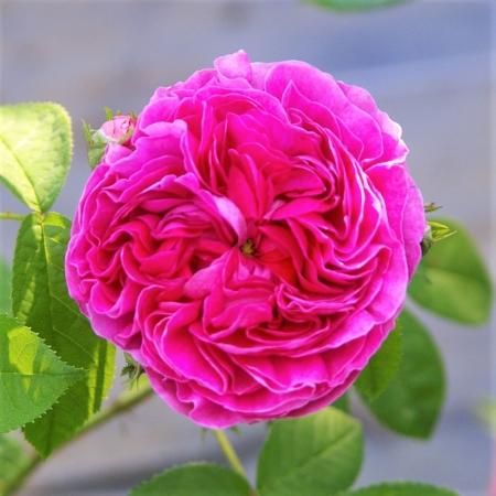 シャルル ド ミル Hikari Flower Organic Rose Nursery