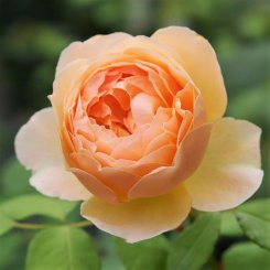 自由に遊べるバラ（半つるバラ） - HIKARI FLOWER *organic rose nursery*