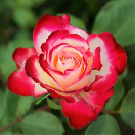 ジュビレ・デュ・プリンス・ドゥ・モナコ - HIKARI FLOWER　*organic rose nursery*