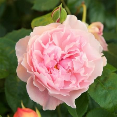 ストロベリー ヒル Hikari Flower Organic Rose Nursery