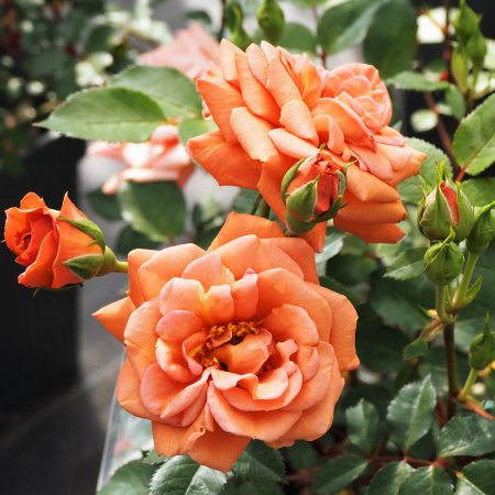 テディベア つる Hikari Flower Organic Rose Nursery