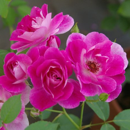 ブリリアント・ピンク・アイスバーグ - HIKARI FLOWER *organic rose