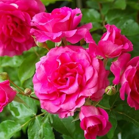 ローズ うらら Hikari Flower Organic Rose Nursery