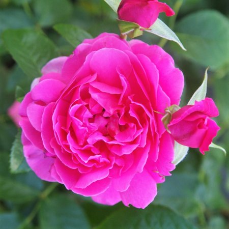 大苗予約 サンテグジュペリ Hikari Flower Organic Rose Nursery