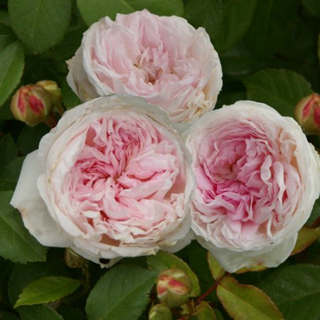 大苗予約】粉粧楼（ふんしょうろう） - HIKARI FLOWER *organic rose nursery*