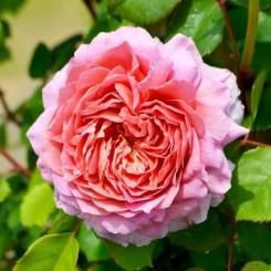 ドイリー1164❤️華麗なツル薔薇のドイリー特大78×33cm ドイリー1164❤️華麗なツル薔薇のドイリー特大78×33cm ドイリー