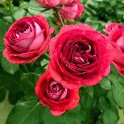 <img class='new_mark_img1' src='https://img.shop-pro.jp/img/new/icons14.gif' style='border:none;display:inline;margin:0px;padding:0px;width:auto;' />ȥ٥꡼ ߥ