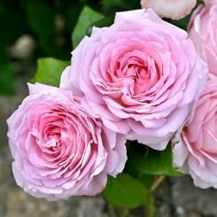 <img class='new_mark_img1' src='https://img.shop-pro.jp/img/new/icons14.gif' style='border:none;display:inline;margin:0px;padding:0px;width:auto;' />【大苗予約】アローム ディヴァン