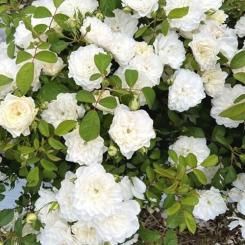 <img class='new_mark_img1' src='https://img.shop-pro.jp/img/new/icons14.gif' style='border:none;display:inline;margin:0px;padding:0px;width:auto;' />【大苗予約】エトワール ブラン