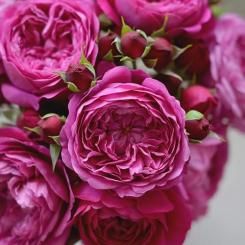 <img class='new_mark_img1' src='https://img.shop-pro.jp/img/new/icons14.gif' style='border:none;display:inline;margin:0px;padding:0px;width:auto;' />【大苗予約】カルトナージュ