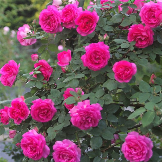 サー・ポール・スミス - HIKARI FLOWER *organic rose nursery*