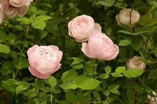マダム ピエール オジェ Hikari Flower Organic Rose Nursery マダム ピエール オジェ Hikari Flower Organic Rose Nursery