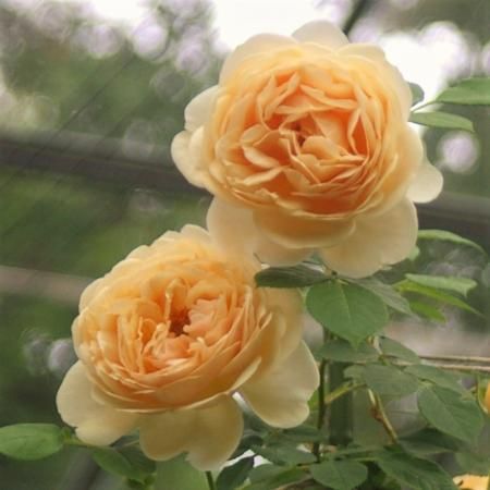 ティージング ジョージア Hikari Flower Organic Rose Nursery