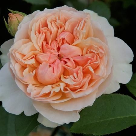 エブリン Hikari Flower Organic Rose Nursery エブリン Hikari Flower Organic Rose Nursery
