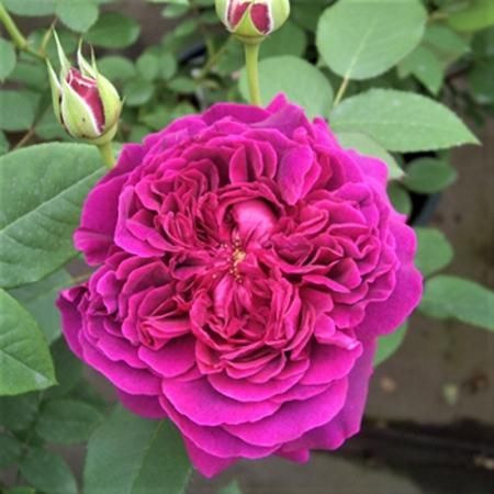 ウィリアム シェークスピア00 Hikari Flower Organic Rose Nursery ウィリアム シェークスピア00 Hikari Flower Organic Rose Nursery