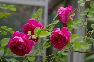 レディ・オブ・メギンチ - HIKARI FLOWER *organic rose nursery*