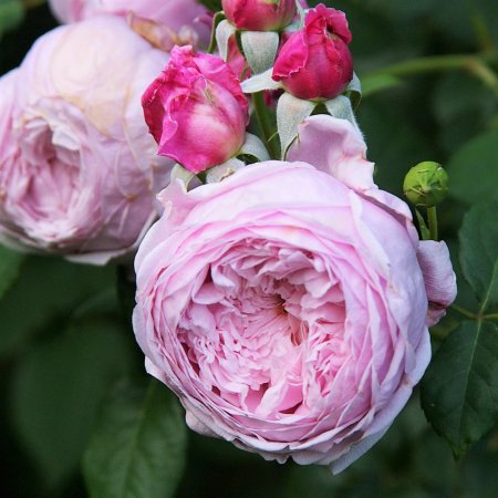 スピリット オブ フリーダム Hikari Flower Organic Rose Nursery