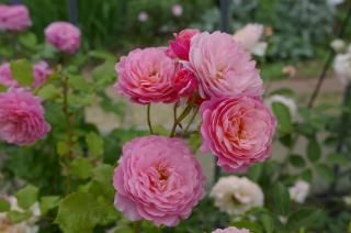 プリ P.J. ルドゥーテ - HIKARI FLOWER *organic rose nursery*