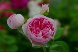 モンクール Hikari Flower Organic Rose Nursery