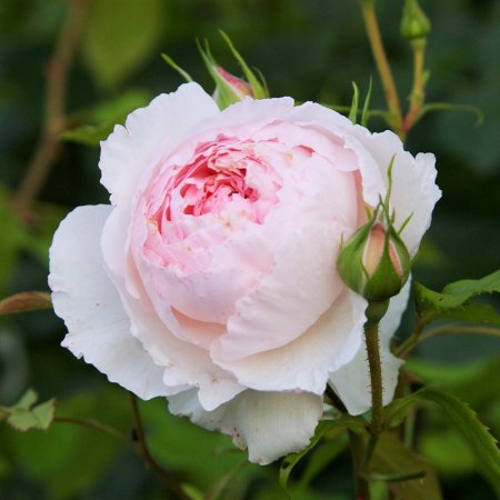 ザ・ウェッジウッド・ローズ - HIKARI FLOWER *organic rose nursery*