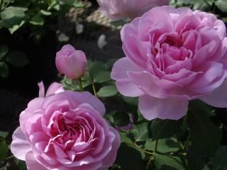 ガーデン 鉢向きのバラ Hikari Flower Organic Rose Nursery ガーデン 鉢向きのバラ Hikari Flower Organic Rose Nursery