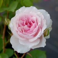 ガーデン 鉢向きのバラ Hikari Flower Organic Rose Nursery