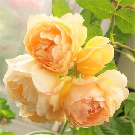 ウォラトン オールド ホール Hikari Flower Organic Rose Nursery