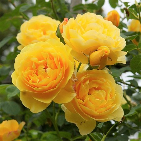 グラハム・トーマス - HIKARI FLOWER *organic rose nursery*