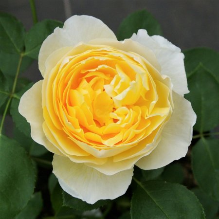 シャーロット・オースチン - HIKARI FLOWER *organic rose nursery*